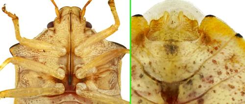 Dendrocoris humeralis